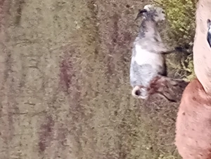 Vând iezi, femele și masculi! - imagine 2