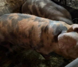 Vând porci pentru sacrificat rasa pietraine . - imagine 3