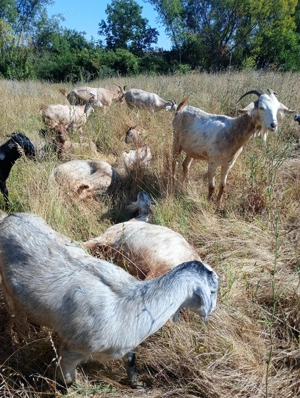 Vând iezi, femele și masculi! - imagine 5