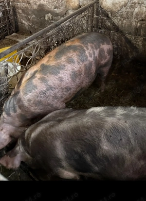 Vând porci pentru sacrificat rasa pietraine .