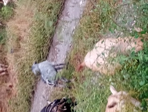 Vând iezi, femele și masculi! - imagine 4