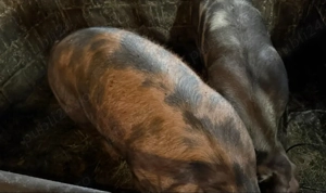 Vând porci pentru sacrificat rasa pietraine . - imagine 2