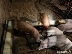 vand purcei de 8 saptamani  - imagine 4