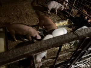 vand purcei de 8 saptamani  - imagine 2