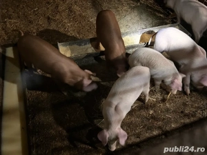 vand purcei de 8 saptamani 