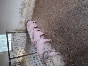 Purcei pietrean cu marele alb 