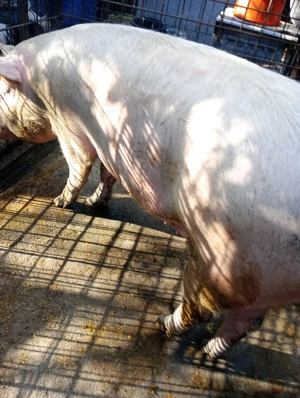 Vând porci, rasa de carne!