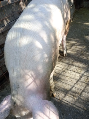 Vând porci, rasa de carne! - imagine 2