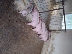 Purcei pietrean cu marele alb  - imagine 2