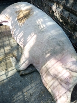 Vând porci, rasa de carne! - imagine 3