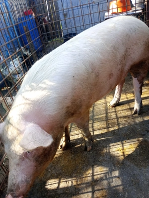 Vând porci, rasa de carne! - imagine 4