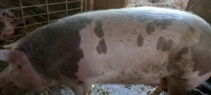 Porc pentru sacrificat 