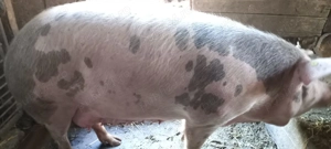Porc pentru sacrificat  - imagine 2 Porc pentru sacrificat  - imagine 2