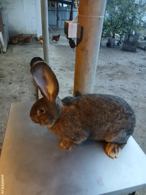 mascul uriaș german 6,5 luni disponibil, deparazitat și vaccinat!