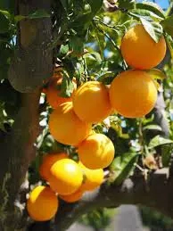 Munca Spania Agricultura 