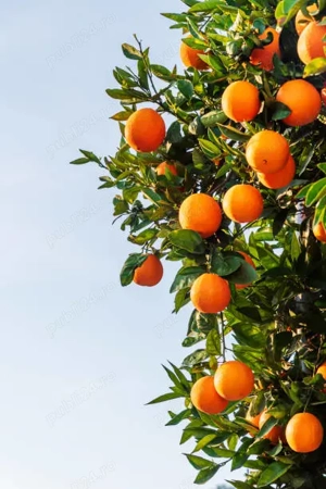 Job in agricultura Spania - imagine 2