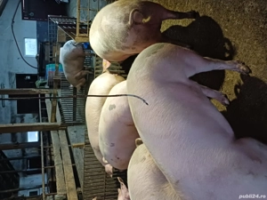 vand porci de carne  - imagine 2 vand porci de carne  - imagine 2