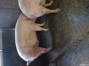 vand porci de carne  - imagine 3 vand porci de carne  - imagine 3