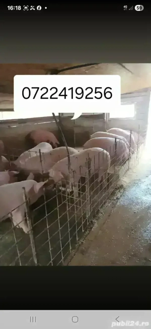 vând porci  - imagine 3