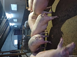 vand porci de carne  - imagine 5 vand porci de carne  - imagine 5