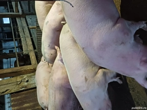 vand porci de carne  - imagine 4 vand porci de carne  - imagine 4