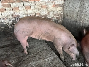 Porci Craciun 2025  - imagine 3