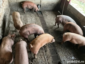 Porci Craciun 2025  - imagine 4