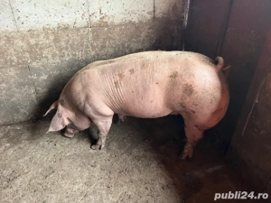 Porci Craciun 2025  - imagine 2