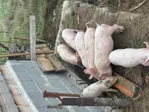 Purcei de vânzare  - imagine 2 Purcei de vânzare  - imagine 2