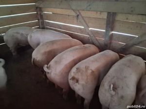 vând porci Rasa de calitate Marele Alb &Landrace, medie  135 kg