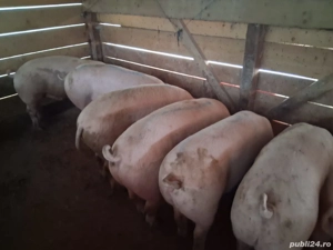 vând porci Rasa de calitate Marele Alb &Landrace, medie  135 kg - imagine 2
