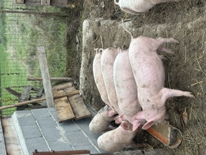 Purcei de vânzare  - imagine 5 Purcei de vânzare  - imagine 5