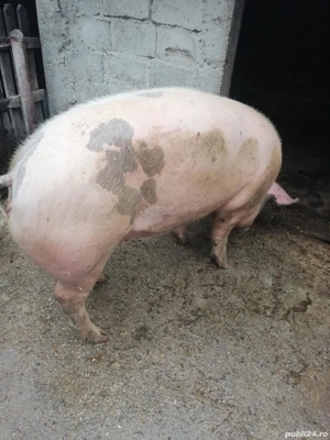 Purcea de tara aproximativ 200kg - imagine 2