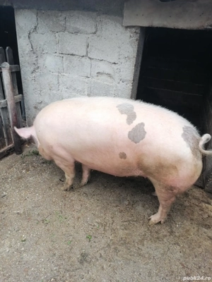 Purcea de tara aproximativ 200kg - imagine 3