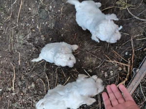 Vând catei bichon maltez - imagine 3 Vând catei bichon maltez - imagine 3