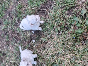 Vând catei bichon maltez - imagine 2 Vând catei bichon maltez - imagine 2