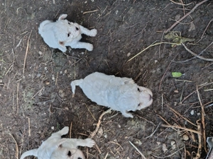 Vând catei bichon maltez