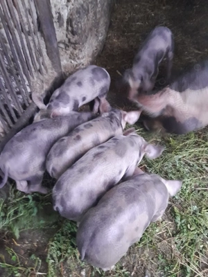 Purcei,rasa pietrain