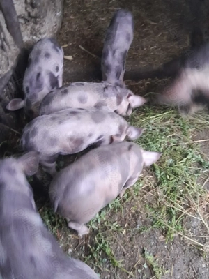 Purcei,rasa pietrain - imagine 2