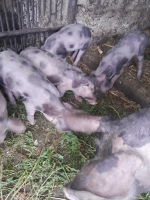 Purcei,rasa pietrain - imagine 3