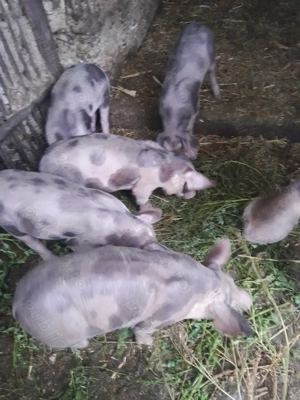 Purcei,rasa pietrain - imagine 4