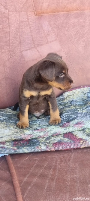 Jagd terrier jagdterrier  - imagine 2