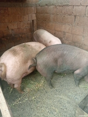 Porci de vânzare 