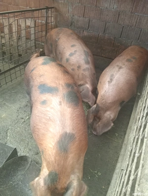 Porci de vânzare  - imagine 2 Porci de vânzare  - imagine 2