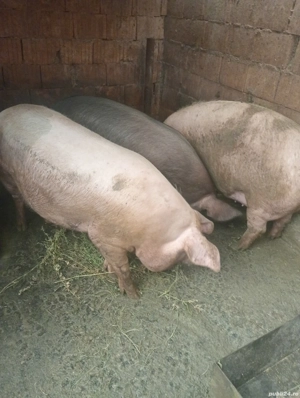 Porci de vânzare  - imagine 5 Porci de vânzare  - imagine 5