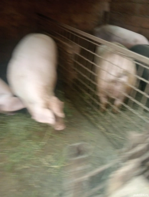 Porci de vânzare  - imagine 4 Porci de vânzare  - imagine 4