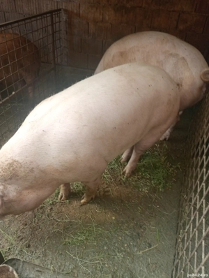 Porci de vânzare  - imagine 3 Porci de vânzare  - imagine 3