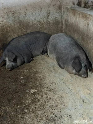 Porci Mangalita - imagine 4