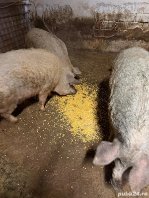 Porci Mangalita - imagine 3