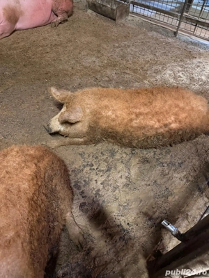 Porci Mangalita - imagine 2